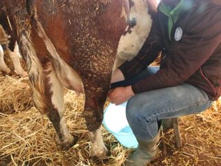 La stalla di cascina Campasotto a Costigliole Saluzzo
