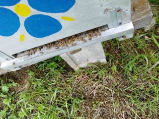 Api morte sul predellino di volo Api morte sul predellino di volo