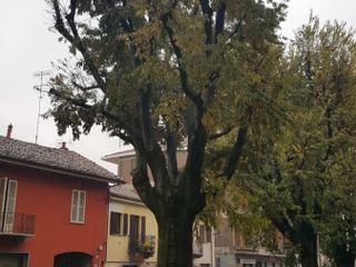 Il bagolaro da estirpare presso i civici 16/18 di via Vittorio Emanuele