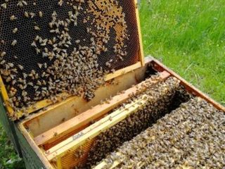 Api morte in un alveare senza scorta di miele Api morte in un alveare senza scorta di miele