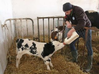 Il laboratorio di trasformazione nel piccolo caseificio mobile di Oulx