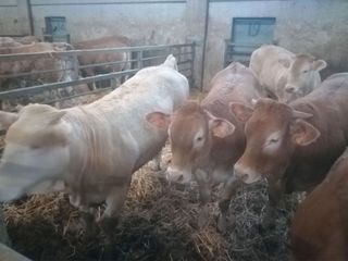 Alcuni bovini dell'allevamento Alcuni bovini dell'allevamento