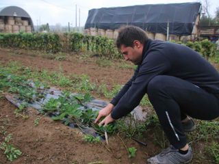 Mauro tra i cavolfiori