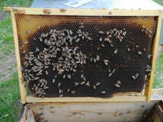 Telaino senza scorta di miele e covata Telaino senza scorta di miele e covata