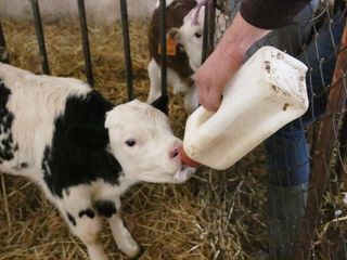 Un banchetto di formaggi prodotti da Francesco