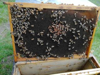 Altro telaino senza scorta e covata Altro telaino senza scorta e covata