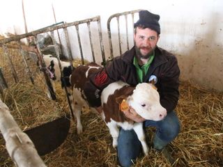 Alcuni formaggi in stagionatura nella cantina di Oulx