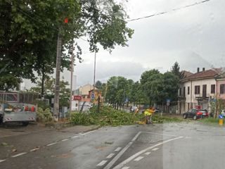 Rami in corso Bra ad Alba