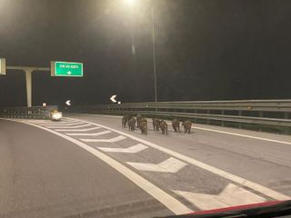 Lo scatto circolato in rete