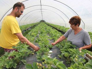 Fragole in serra irrigate con l'impianto a goccia