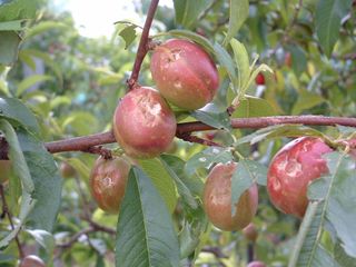 Danni prodotti dalla grandine