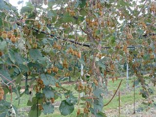 La grandine ha colpito "pesante"