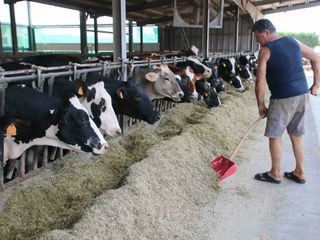 Un allevamento di capi di razza frisona