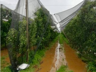 Un nubifragio di acqua che ha colpito un frutteto