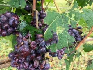 Grandine a Grinzane Cavour