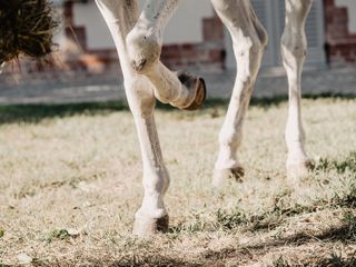 Nella fotogallery di Barbara Guazzone Jessica Riviera e la cavalla Fatima al loro passaggio a Cascina Carlotta