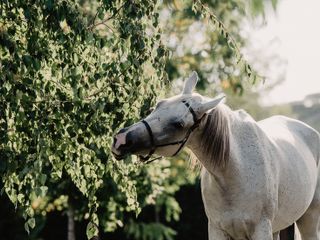 Nella fotogallery di Barbara Guazzone Jessica Riviera e la cavalla Fatima al loro passaggio a Cascina Carlotta