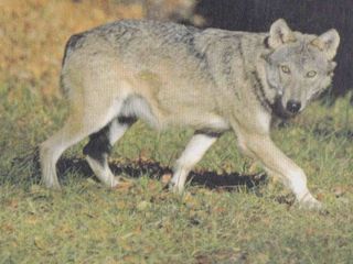 Un lupo in un'immagine di repertorio