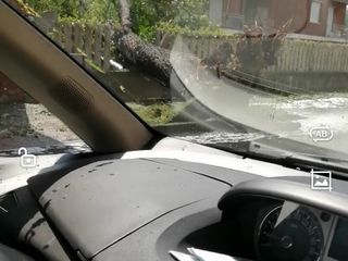 Alba, una pianta caduta in corso Canale