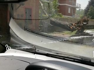 Alba, una pianta caduta in corso Canale