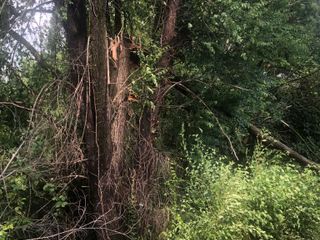 Alberi caduti al parco Tanaro, Alba