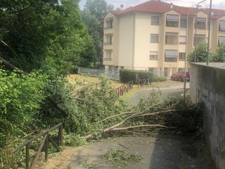Alberi caduti al parco Tanaro, Alba
