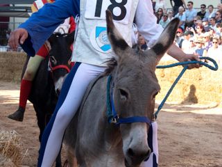 Ph. Mauro Gallo Alba