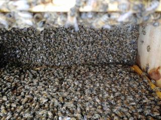 Un alveare con le api morte per le avversità atmosferiche - foto CIA Un alveare con le api morte per le avversità atmosferiche - foto CIA