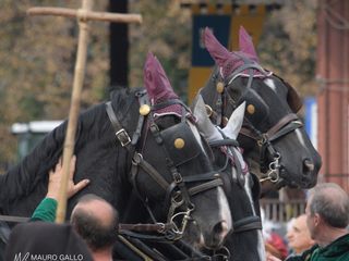 Fotogallery di Mauro Gallo Fotografo, Alba