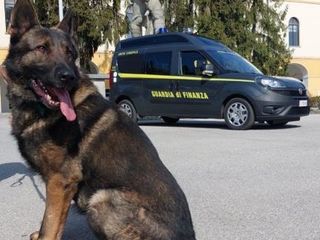 Il pastore tedesco Golia