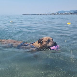 Estate da bollino rosso e afa, pericolo anche per i cani