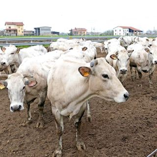 Confagricoltura Piemonte sulla qualità dell’aria: “Faremo la nostra parte, ma serve maggior attenzione agli allevamenti”