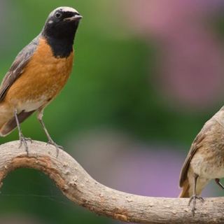 A Farigliano la "9ª Mostra ornitologica delle Alpi Occidentali"