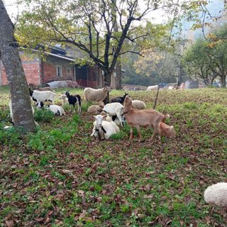 Roaschia: grande successo per la 27ª mostra della pecora roaschina (FOTO e VIDEO) Roaschia: grande successo per la 27ª mostra della pecora roaschina (FOTO e VIDEO)