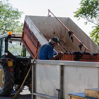 Produttori in Clavesana: positivo il bilancio della vendemmia 2022