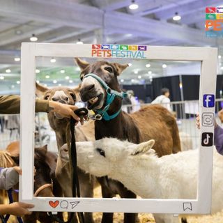 Petsfestival 2024, un evento imperdibile per gli amanti degli animali Petsfestival 2024, un evento imperdibile per gli amanti degli animali