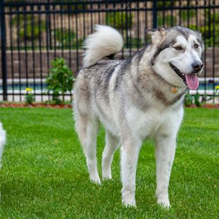 Giardini per animali: come scegliere un prato resistente ai cani