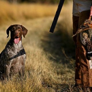 Contrordine caccia, Tar accoglie richiesta della Regione: si torna a sparare a coturnice, fagiano di monte e moretta Contrordine caccia, Tar accoglie richiesta della Regione: si torna a sparare a coturnice, fagiano di monte e moretta