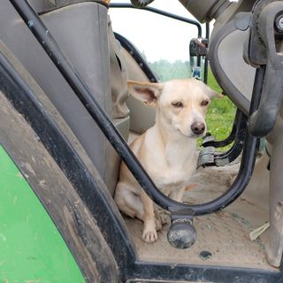 "La mia cagnolina morta per le ferite provocate da altri cani"