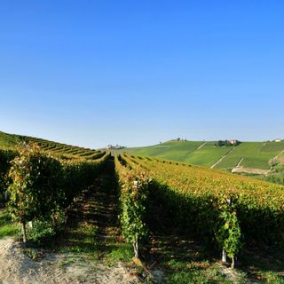 Vigneti di Moscato Docg (archivio)