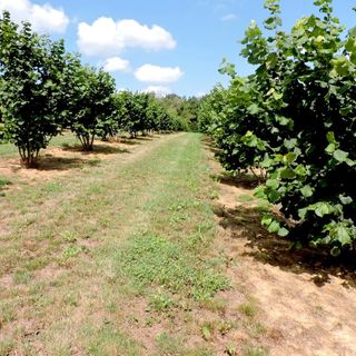 La produzione della Nocciola Tonda Gentile trilobata Igp nella nostra regione impegna 28.000 ettari di terreni e quasi 8.000 aziende agricole, per un fatturato che sfiora gli 80 milioni di euro l’anno