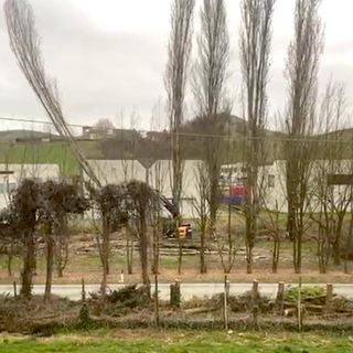 Le operazioni di abbattimento dei pioppi Le operazioni di abbattimento dei pioppi