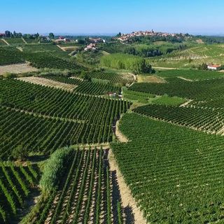 "Qualità e diversificazione: da qui passa il futuro del vino cooperativo"