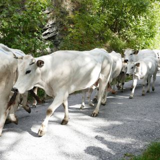 La discesa della mandria di Piemontesi in una precedente edizione di “Caluma el vache”