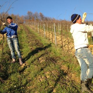 Operazioni di potatura nel vigneto (foto Luciana Rota da Pixabay)