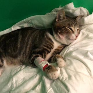 "È accettabile che un servizio pubblico non disponga degli strumenti minimi per un soccorso di emergenza?", si chiede il letto (immagine d'archivio)