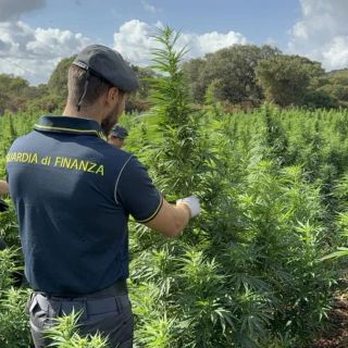 Scoperta nel Sassarese maxi piantagione di marijuana da 4.600 piante