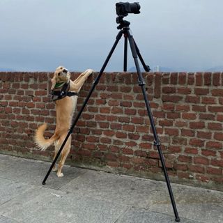 Occhi puntati al cielo per lo spettacolo dell'allineamento di sei pianeti Occhi puntati al cielo per lo spettacolo dell'allineamento di sei pianeti