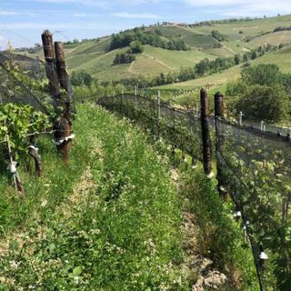Viticoltura biologica, corso presso la sede Cia Agricoltori Italiana di Alba