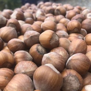 Nocciole, Coldiretti Cuneo: "Ricerca scientifica indispensabile contro il drastico calo produttivo"